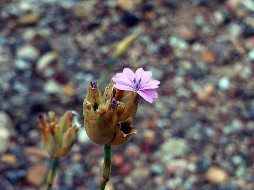 Petrorhagia nanteuilii